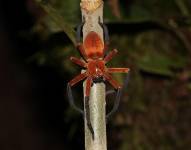 Fotografía cedida por Pedro Peñaherrera que muestra a la araña cangrejo gigante, recién descubierta en el Parque Nacional Yasuní
