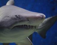 Imagen referencial de un tiburón.