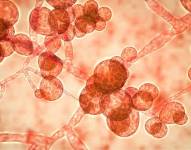 La C. auris es el hongo más detectado en las unidades de terapia intensiva en el mundo.