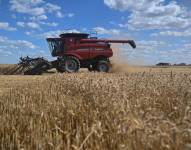Fotografía de archivo del 19 de agosto de 2023 de una cosecha de trigo en la zona rural de Brasilia (Brasil). EFE/ Andre Borges ARCHIVO