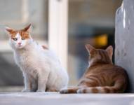 Imagen referencial de dos gatos.