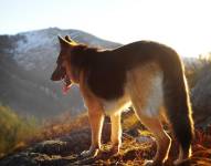 Un perro valiente es imprescindible en operativos de búsqueda y rescate en Pastaza