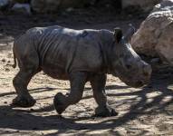 Fotografía de la cría de rinoceronte blanco de 12 días de nacido, llamado Silverio, en el Zoológico Buin Zoo de Santiago (Chile).