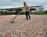 Un trabajador extiende granos de cacao para secarlos en una finca del cantón Cerecita, provincia del Guayas, Ecuador, el 16 de mayo de 2025.