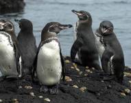 Imágenes de pingüinos de las Islas Galápagos.