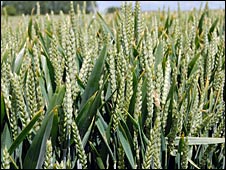 Descifran el genoma del trigo, un hito en la agricultura