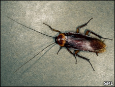 Cucarachas, nueva fuente de antibióticos
