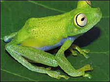 Más de 1.200 especies descubiertas en la Amazonia en 10 años