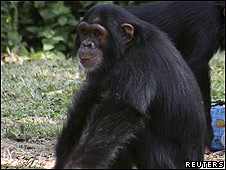 Chimpancés aprenden a desactivar trampas