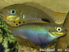 Los peces machos prefieren a hembras de aleta grande