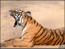 ¿De dónde sacó sus manchas el leopardo?