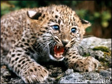 ¿De dónde sacó sus manchas el leopardo?
