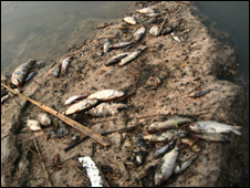 Mortandad de peces en Argentina