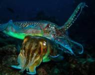 Sepias gigantes australianas apareándose.