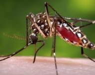 Archivo. En esta foto distribuida por los Centros de Control y Prevención de Enfermedades de EE.UU., un mosquito Aedes Aegypti succiona la sangre de un ser humano.