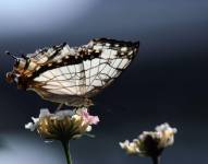 Reign es la punta de lanza de un proyecto en el que se quiere involucrar a cerveceras artesanales de todo EE.UU.