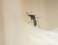 La Federación Médica Ecuatoriana pide que se declare la alerta sanitaria por el dengue