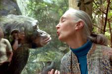 Imagen de archivo de Jane Goodall.