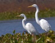 La Alcaldía de Guayaquil intensifica limpieza en Puerto Santa por migración masiva de garzas