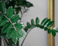 El Feng Shui maneja un sinfín de conocimientos ancestrales en torno a espacios interiores.