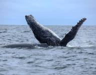 El avistamiento de ballenas jorobadas se ha desarrollado como la principal actividad turística de Puerto López.