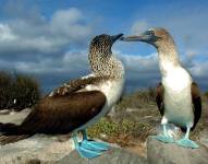 Imagen referencial de dos piqueros de patas azules en Galápagos.