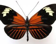 Imagen de una de las mariposas Heliconius, presente en Ecuador.