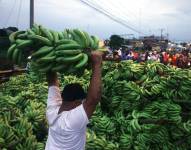 Imagen de archivo de productores bananeros de las provincias de Los Ríos, El Oro y Guayas.