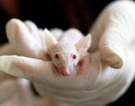 Imagen referencial de un ratón de laboratorio.