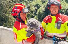 Momento en que el perro fue sacado de la quebrada.