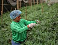 Foto archivo de una mujer cultivando cannabis