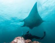 Ecuador, hogar de la mayor población de manta rayas oceánicas
