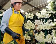 El sector de la floricultura es el cuarto en exportaciones de Ecuador, con ventas cercanas a los 1.000 millones de dólares al año.