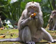 Varios macacos comen plátanos en el Bosque de Monos de Sangeh.