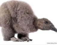 Imagen de la pichona de cóndor criada con técnicas especiales.