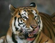 Un tigre de bengala en foto de archivo. EFE/Jorge Torres