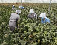 Fotografía tomada el pasado 1 de julio en la que se registró a un grupo de trabajadoras de la empresa Clever Leaves al revisar un cultivo de plantas de cannabis para uso medicinal, en Pesca (Boyacá, Colombia). EFE/Mauricio Dueñas/Archivo