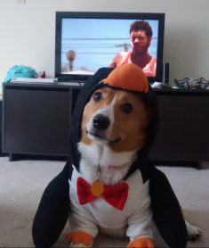 Los 15 perros más tiernos disfrazados en este Halloween