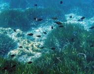 Los peces damisela nadan en las praderas de posidonia oceánica en el mar Mediterráneo, cerca de Marsella, al sur de Francia.