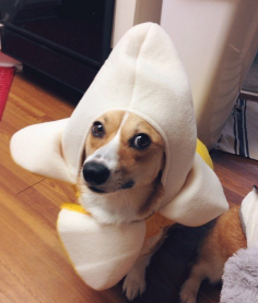 Los 15 perros más tiernos disfrazados en este Halloween