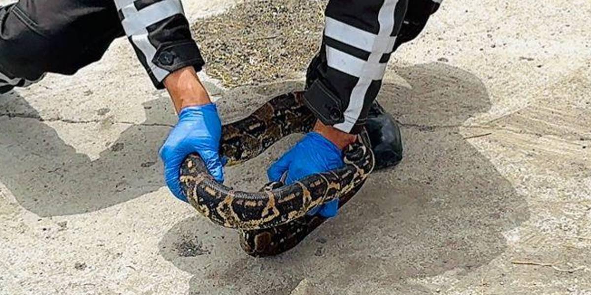 Guayaquil: Policía rescata una boa en el parqueadero de centro comercial
