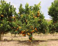 Árboles de mandarina antes de cosechar el fruto.