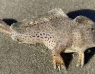 Ejemplar de pez mano descubierto en Tasmania.