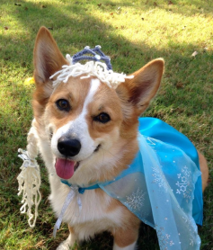 Los 15 perros más tiernos disfrazados en este Halloween