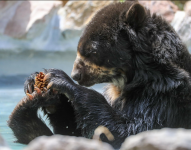 “Timo” el oso de anteojos adoptado en Quito