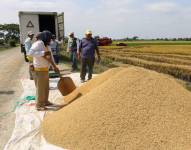 Los productores no quieren que Ecuador importe arroz: dicen que hay suficiente, aunque cada día más caro