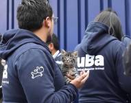 Un gato fue rescatado por la UBA