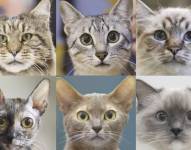 06-09-2021 Expresiones faciales de gatosPOLITICA INVESTIGACIÃ“N Y TECNOLOGÃAMILLA AHONEN/ HEIKKI SILTALA