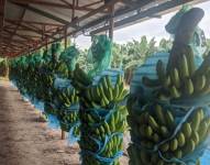 Ecuador es el primer exportador mundial de banano, con más de 6,5 millones de toneladas en 2023, según las estadísticas de la Asociación de Exportadores de Banano del Ecuador (AEBE).