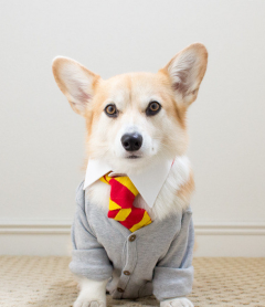 Los 15 perros más tiernos disfrazados en este Halloween